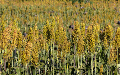 Fototapeta premium Selective focus of the white sorghum crop that show flower stem and leaf, planting at field in Brazil