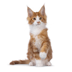 Handsome red with white Maine Coon cat kitten, siting up facing front with one paw up saying hi....
