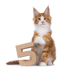 Handsome red with white Maine Coon cat kitten, siting beside carton digit 5. Looking straight to camera. Isolated on a white background.