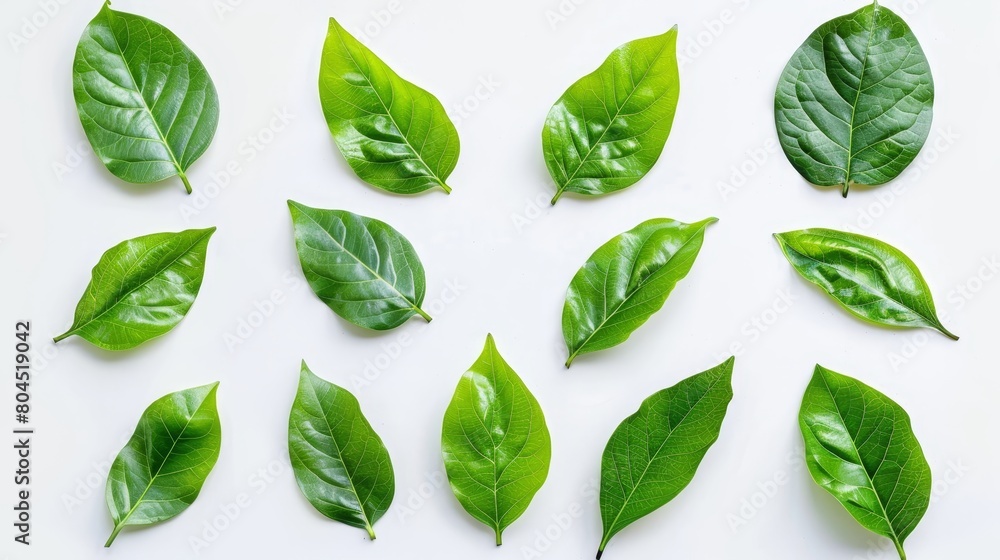 Poster leaf isolated on white background with green color