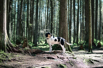 Large dog standing in forest in front of defocused trees. Side profile of Black and white checkered...