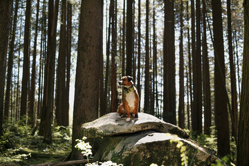 Backlit dog sitting on rock in forest. Dog with with bear bell, remote collar or gps tracking. Dog...