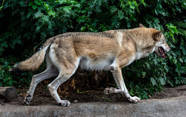European wolf running in its enclosure. Latin name - Canis lupus