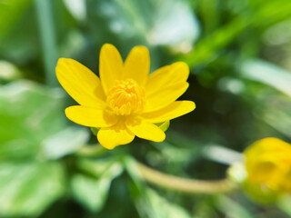yellow flower herbaceous plant Spring Chistyak or Spring Buttercup close up