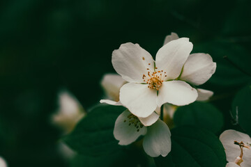 White jasmine flowers on a flowering shrub in spring garden. Small fragrant flower buds. Floral...