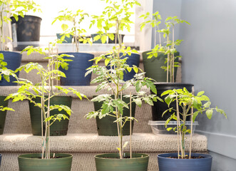 Young cherry tomato plants growing indoors. Many tomato seedlings on staircase. Night temperature...