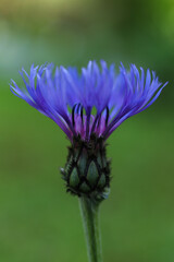 a close up of Centaurea montana, the perennial cornflower, mountain cornflower, bachelor's button, montane knapweed or mountain bluet flower in the spring garden 