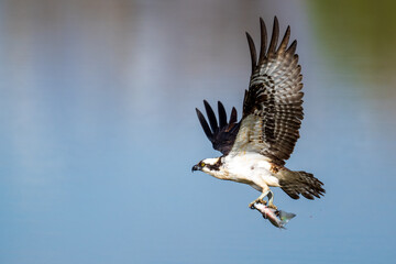 Osprey with fish over a lake in Colorado