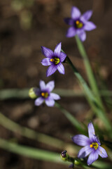 purple Sisyrinchium angustifolium, commonly known as narrow-leaf blue-eyed-grass, flower in the garden, macro shot