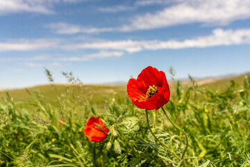 A red flower is in a field of grass. The sky is blue and there are no clouds