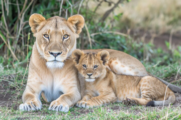 Obraz premium Lioness with its cub