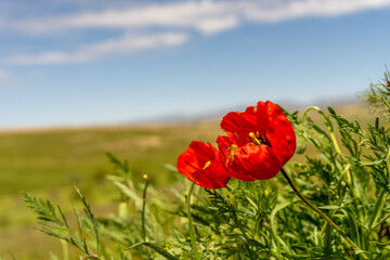 A red flower is in the foreground of a field. The sky is blue and the sun is shining