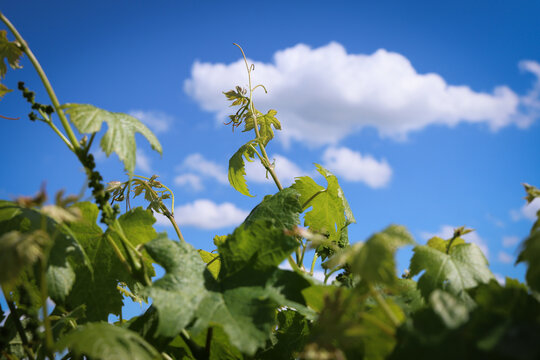 Vite e vigneti in primavera: dettagli dei germogli di foglie e grappoli