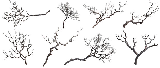 Branches of trees PNG transparent background
