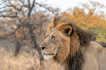 Obraz premium Majestic male lion with a large mane