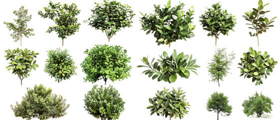 Green trees isolated on white PNG transparent background