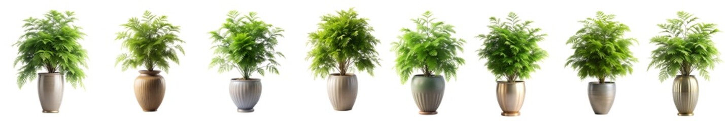 Collection of potted indoor mesquite houseplants in various decorated pots, isolated on a transparent background. PNG, cutout, or clipping path	
