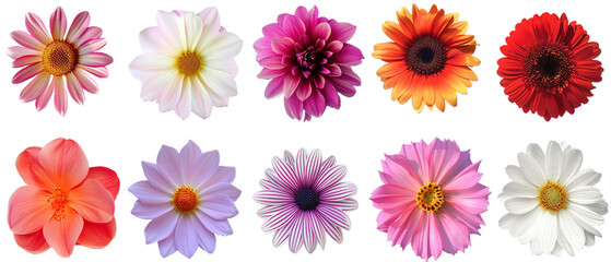 Flowers isolated PNG transparent background