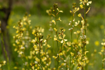 A field of yellow flowers with green leaves