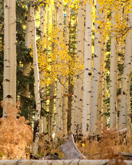 autumn in the forest with golden aspen trees on a sunny day