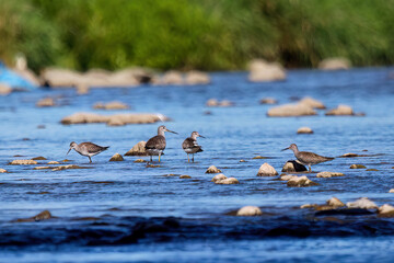 Flock of shorebirds on the river during migration