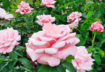 Memorial Day Hybrid Tea Roses