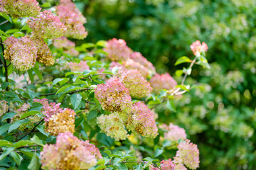 Tender pink flowers of hydrangea arborescens, backlit by the low evening sun in summer. Hortensia...