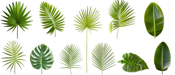 Set of green leaves PNG transparent background