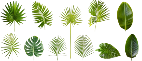 Set of green leaves PNG transparent background