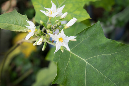 Flower of tiny Wild Eggplant. Solanum paniculatum with leaves.