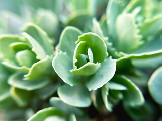 sedum plant grows in a flower garden close-up
