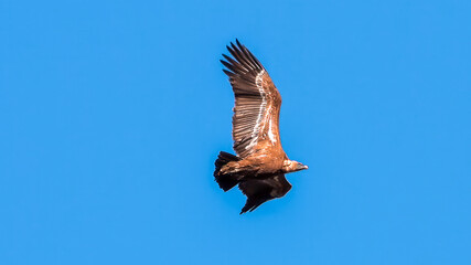 Eurasian Griffon Vulture. A majestic brown eagle soars freely against a clear blue sky, embodying the essence of freedom and nature’s grandeur.
