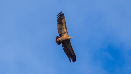 Eurasian Griffon Vulture. A majestic brown eagle soars freely against a clear blue sky, embodying the essence of freedom and nature’s grandeur.