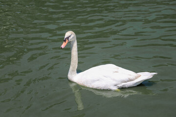 Close up White swan is cute in river