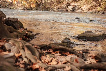 Bank of a river in an autumn park. Tree roots.