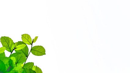 Isolated with clipping paths green tree top leaves on white background