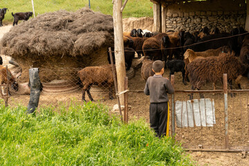 A boy stands in front of a fence with a herd of sheep behind him. The scene is peaceful and serene, with the boy looking on at the animals - Powered by Adobe