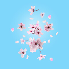 Spring blossoms. Beautiful flowers flying on light blue background