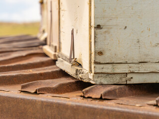 A small insect is sitting on the side of a wooden box. The box is old and has a rustic appearance. The insect appears to be a bee