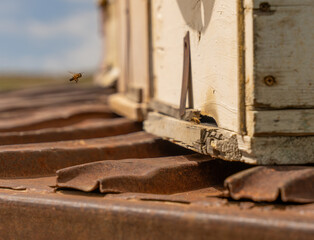 A bee is flying near a wooden box. The box is on a metal surface