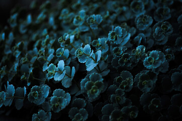 Blue Succulent Close-up Wallpaper