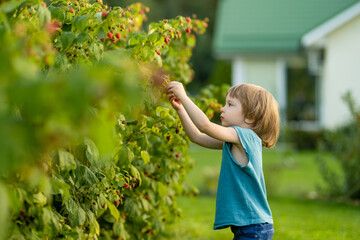 Cute little boy picking fresh berries on organic raspberry farm on warm summer day. Harvesting...