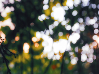 Blurred tree bokeh in the evening garden for nature abstract background.        