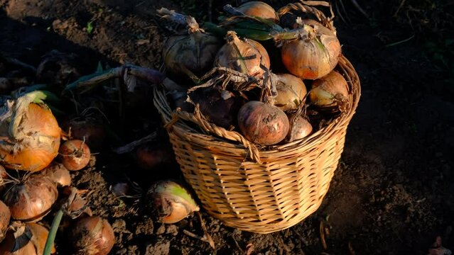 collects onions in a basket in the garden. Selective focus.