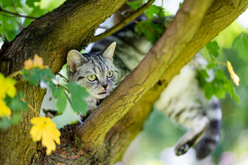Young playful British shorthair silver tabby cat climbing a tree in the backyard. Gorgeous...