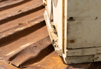 A wooden box with a rusty roof and a few bees on it