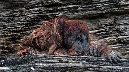 Bornean orangutan male on the stone. Latin name - Pongo pygmaeus abelii