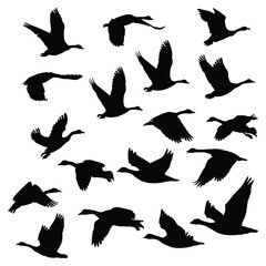 Vector silhouettes: Bird icons set, different types of wild a flock of geese, birds, crows, swans, flat and modern icon set black and white vector Illustration