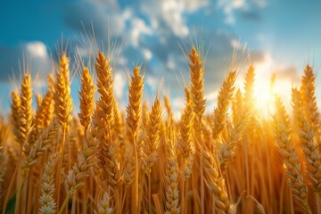 Fototapeta premium A serene, agricultural landscape with ripe wheat stalks bathed in the sunlight, against a picturesque blue sky with white fluffy clouds