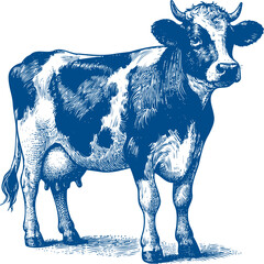 Cow Vector illustration, Hand drawn sketch livestock vector illustration